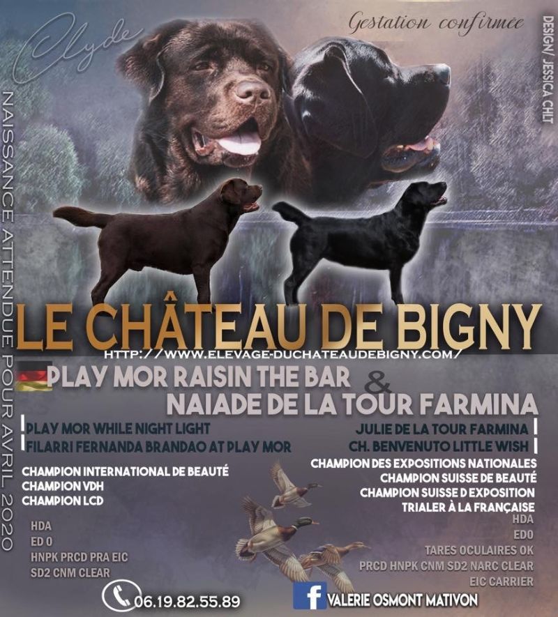 Du Chateau De Bigny - Labrador Retriever - Portée née le 05/04/2020