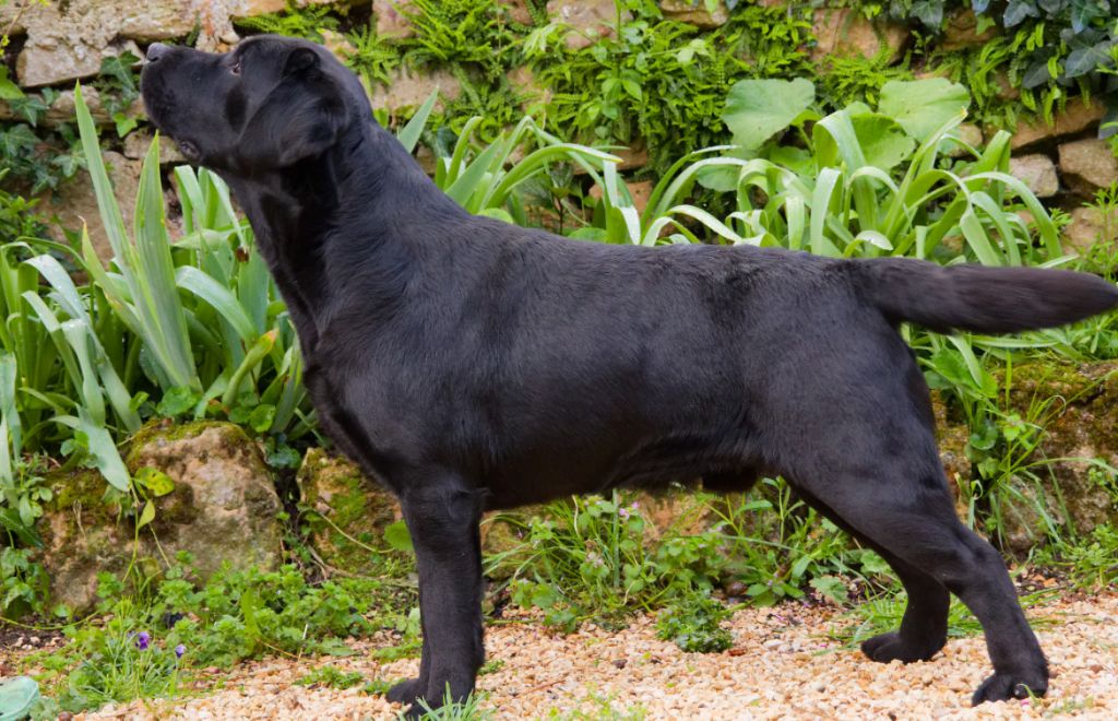CH. Un amore de perdreau Du Chateau De Bigny