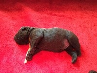 CHIOT