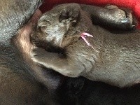 CHIOT