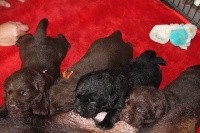CHIOT