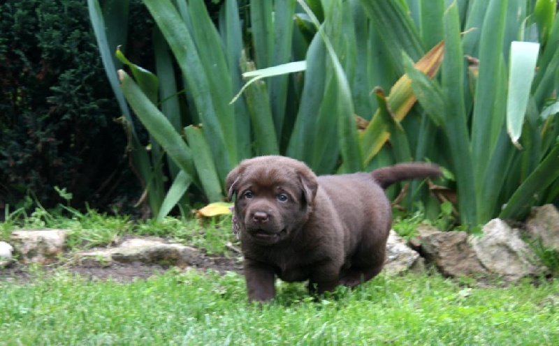 Du Chateau De Bigny - Chiots disponibles - Labrador Retriever